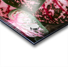 Red Caladium Plants Araceae  2 Acrylic print