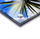 Yucca plant Spanish Bayonet 130 Acrylic print