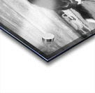 Bernese Mountain Dog Aspen X100 Acrylic print