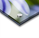 Agapanthus LilyInviting Friends X100 Acrylic print