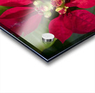 Red Christmas Poinsettia Leaves X 2 Acrylic print