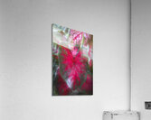 Red Caladium Plants Araceae  X100 Acrylic Print