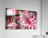 Red Caladium Plants Araceae  2 Acrylic Print