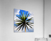 Yucca plant Spanish Bayonet 130 Acrylic Print