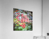 Red Berries Nadina Heavenly Bamboo X1 1 Acrylic Print