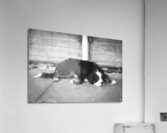 Bernese Mountain Dog Aspen X100 Acrylic Print