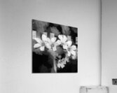 Oxalis Purple Flowers Violacea X100 2 Acrylic Print