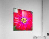 Zinnias Elegans X15 4 Acrylic Print