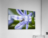 Agapanthus LilyInviting Friends X100 Acrylic Print