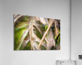 Winter Damage Split Philodendron Leaf X107 Acrylic Print