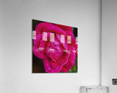 Knockout Roses X010 Acrylic Print