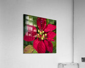 Red Christmas Poinsettia Leaves X 2 Acrylic Print