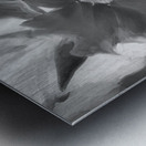 Red Mandevilla Flower Vine X 4 Metal print