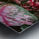 Red Caladium Plants Araceae  2 Metal print