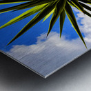 Yucca plant Spanish Bayonet 130 Metal print