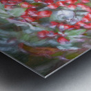 Red Berries Nadina Heavenly Bamboo X1 1 Metal print