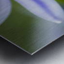 Agapanthus LilyInviting Friends X100 Metal print