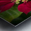 Red Christmas Poinsettia Leaves X 2 Metal print