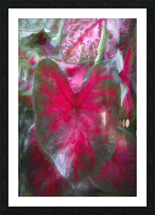 Red Caladium Plants Araceae  X100 Picture Frame print
