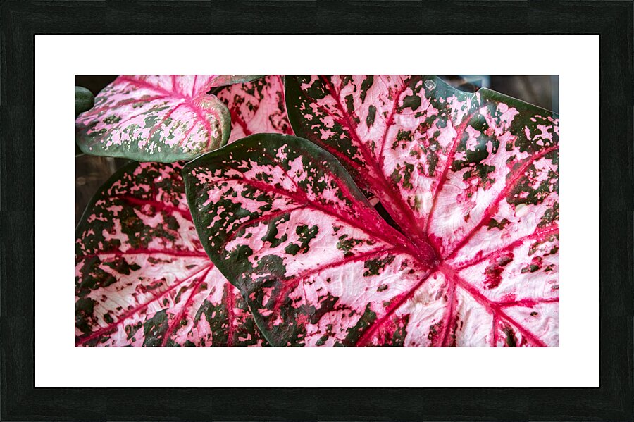 Red Caladium Plants Araceae  2 Picture Frame print