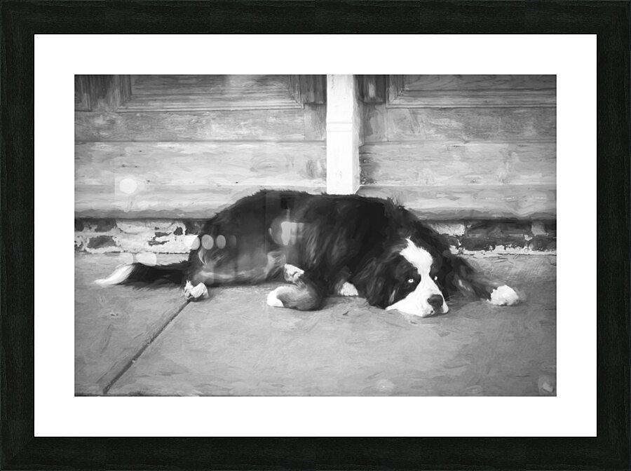 Bernese Mountain Dog Aspen X100 Picture Frame print