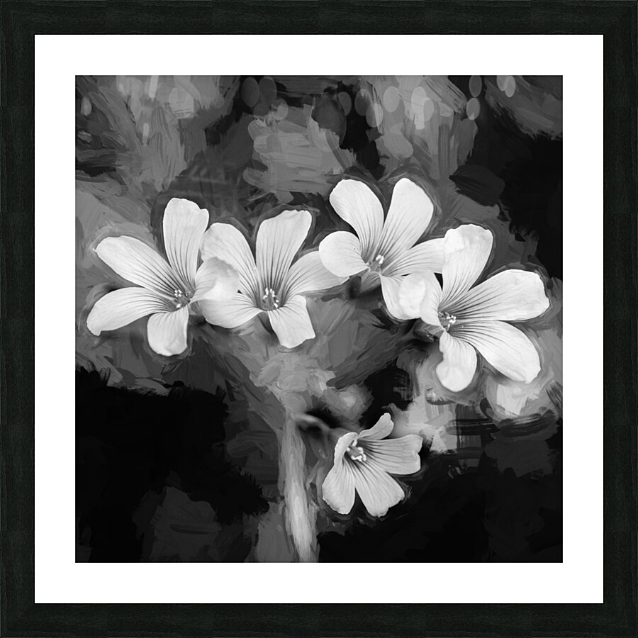 Oxalis Purple Flowers Violacea X100 2 Picture Frame print