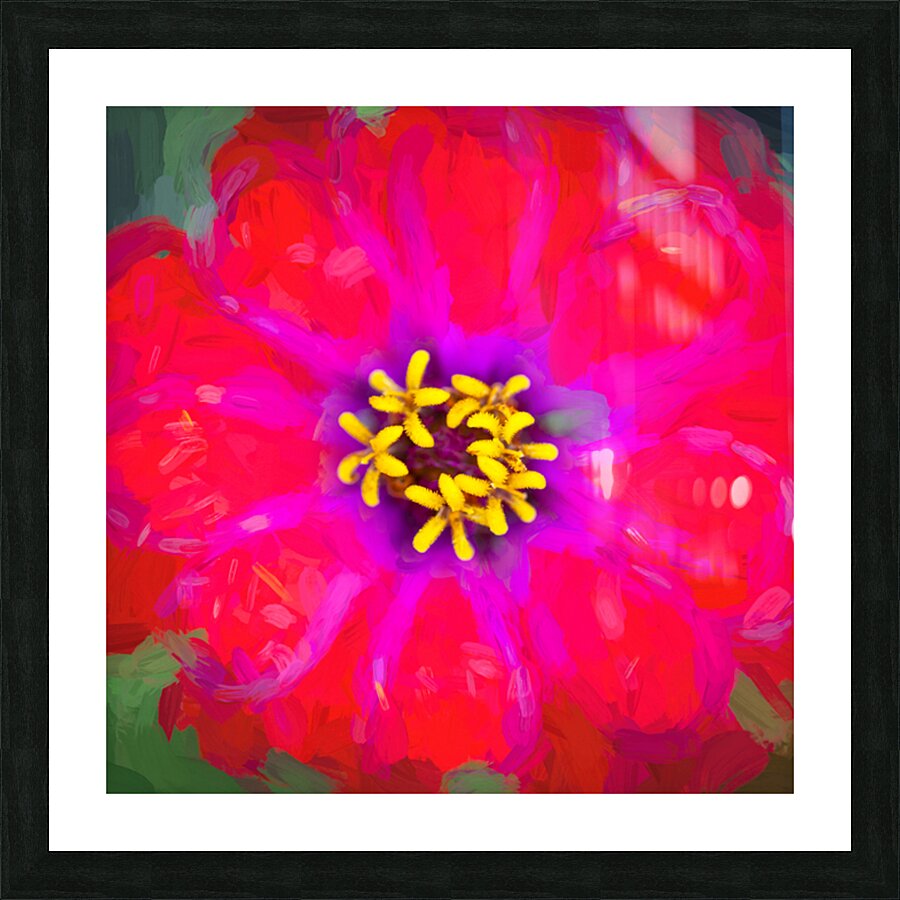 Zinnias Elegans X15 4 Picture Frame print