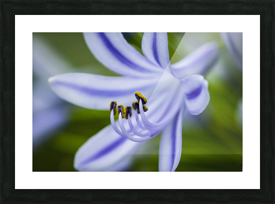 Agapanthus LilyInviting Friends X100 Picture Frame print