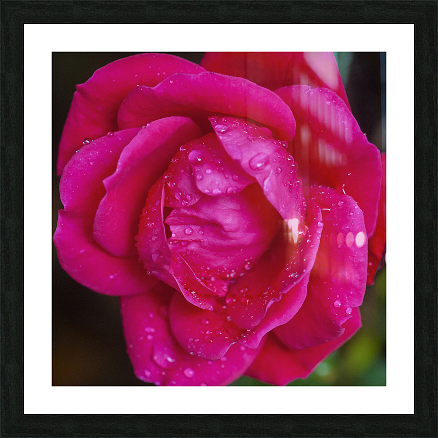 Knockout Roses X010 Picture Frame print