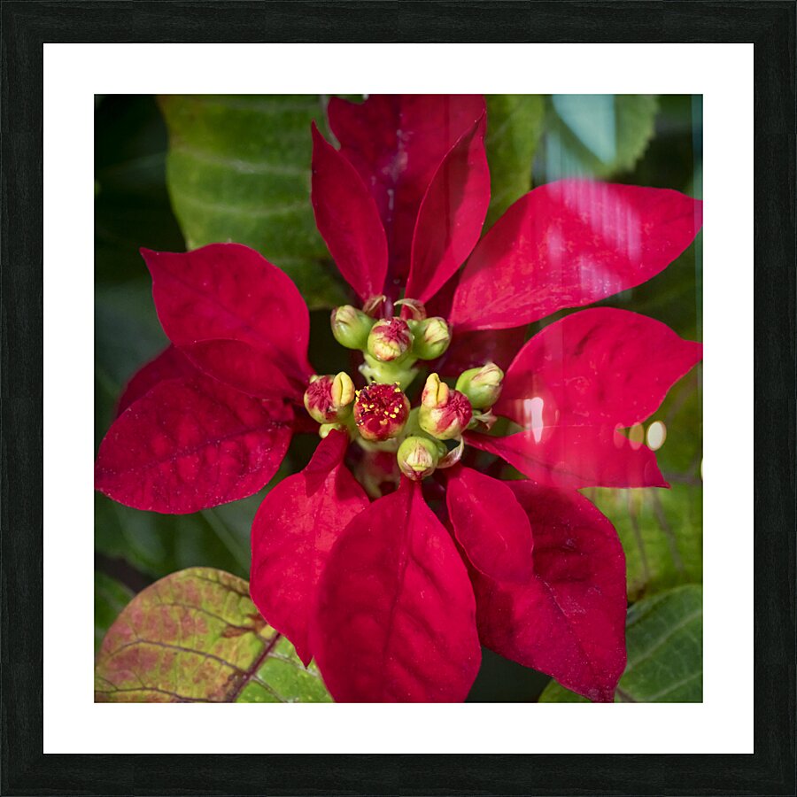 Red Christmas Poinsettia Leaves X 2 Picture Frame print