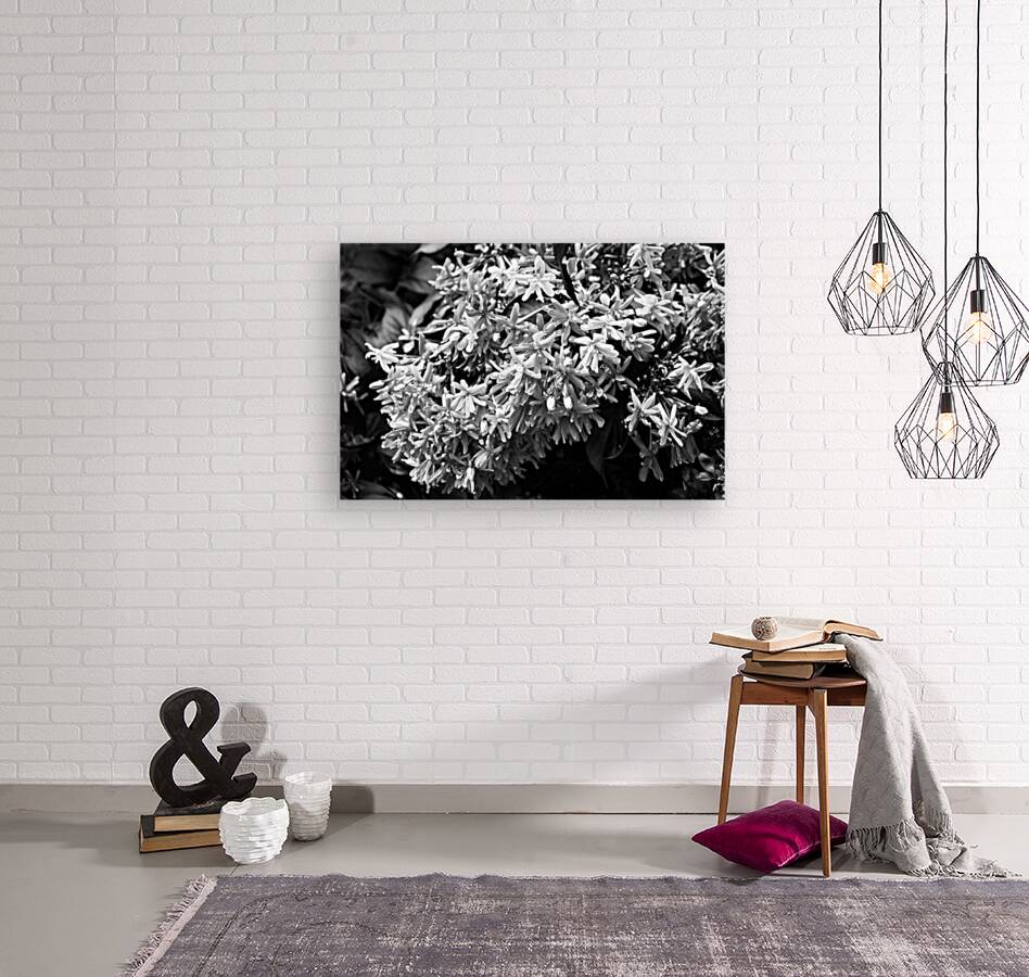 Rangoon Creeper Vine X 1 Reproduction