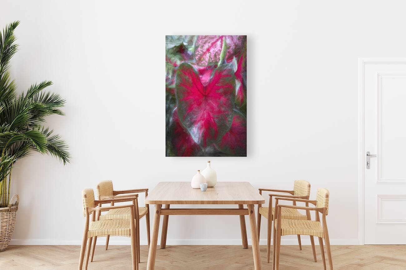 Red Caladium Plants Araceae  X100 Reproduction