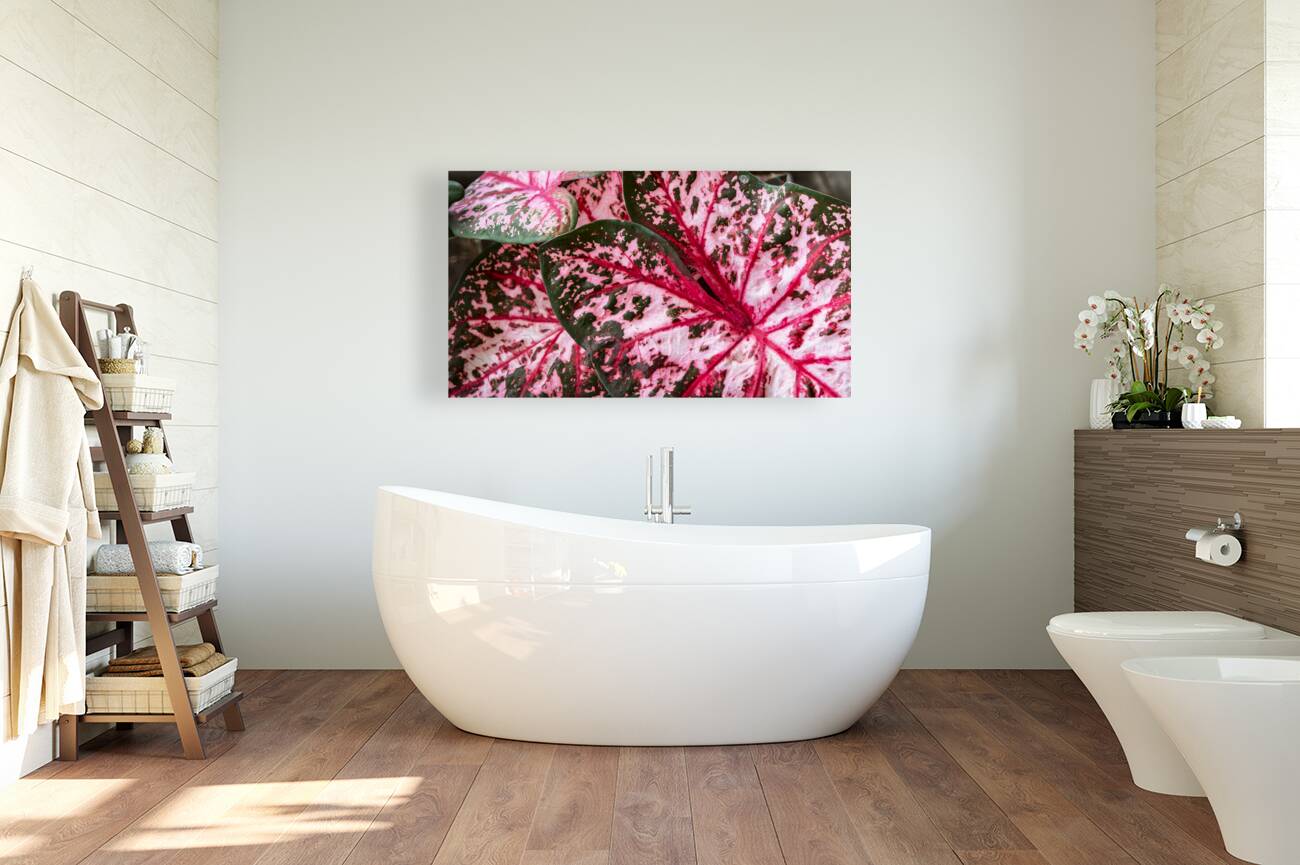 Red Caladium Plants Araceae  2 Reproduction