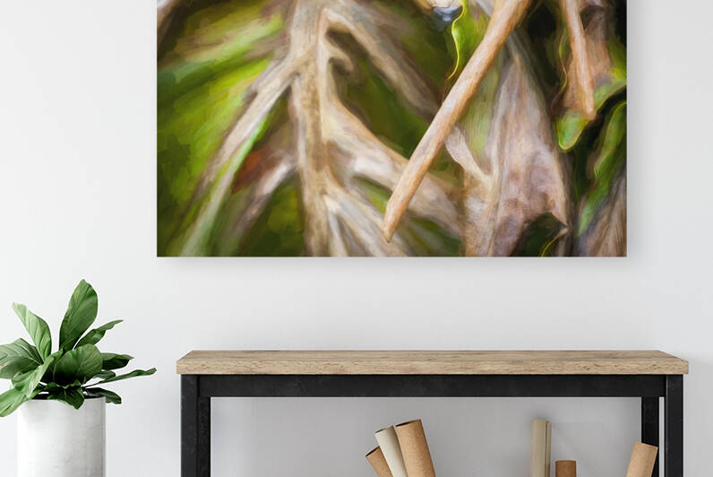Winter Damage Split Philodendron Leaf X107 by Rich Franco