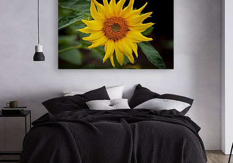 Sunflowers  Helianthus X184 by Rich Franco