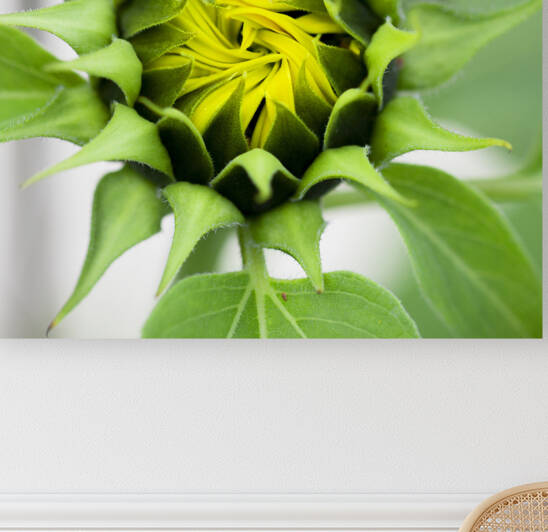 Sunflowers  Helianthus X108 by Rich Franco