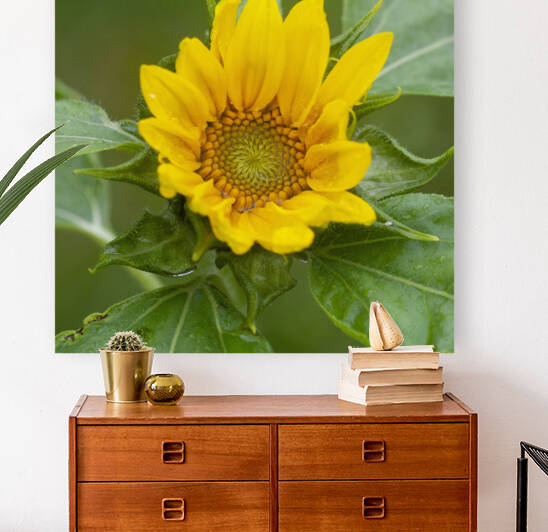Sunflowers  Helianthus X104 by Rich Franco
