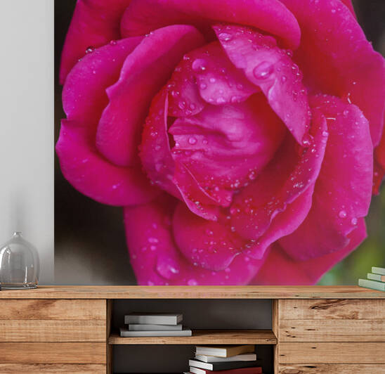 Knockout Roses X010 by Rich Franco