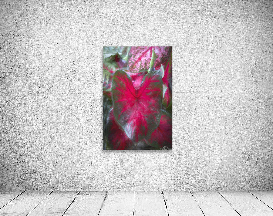 Red Caladium Plants Araceae  X100 Wall Preview