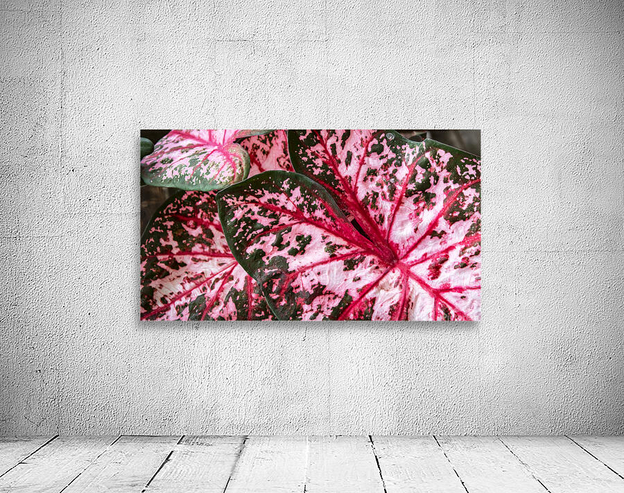 Red Caladium Plants Araceae  2 Wall Preview