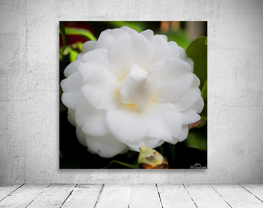 Pretty White Japonica Camellias on a Rainy Day X1 2 by Rich Franco Wall Art