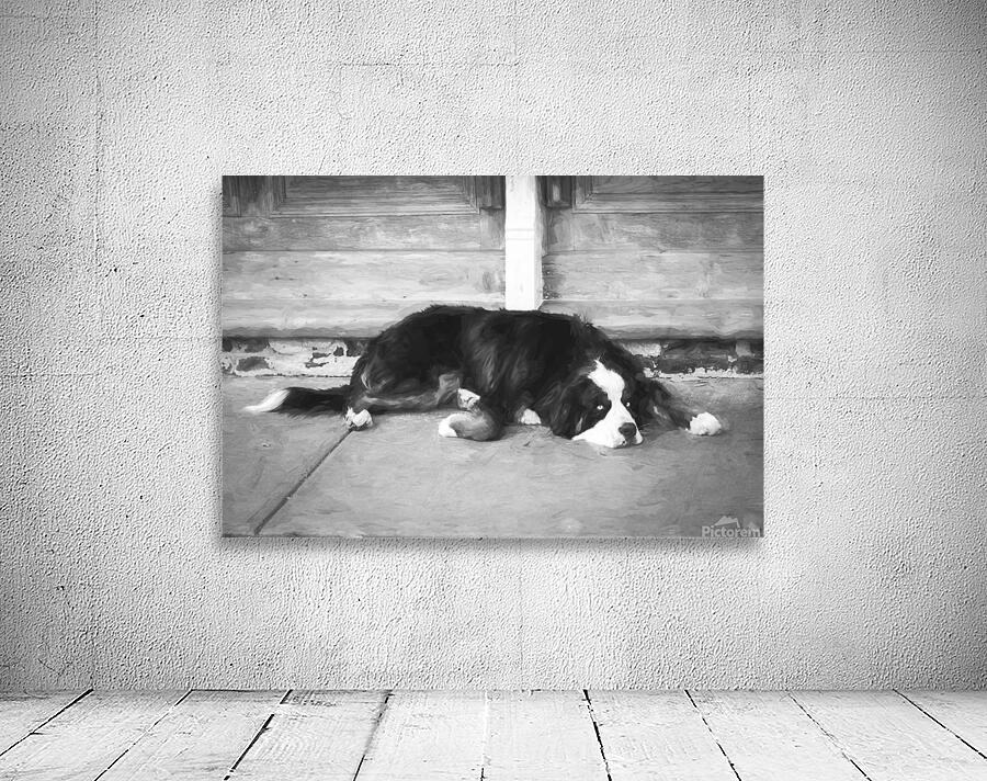 Bernese Mountain Dog Aspen X100 Wall Preview