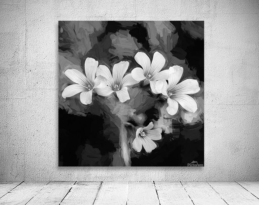 Oxalis Purple Flowers Violacea X100 2 Wall Preview