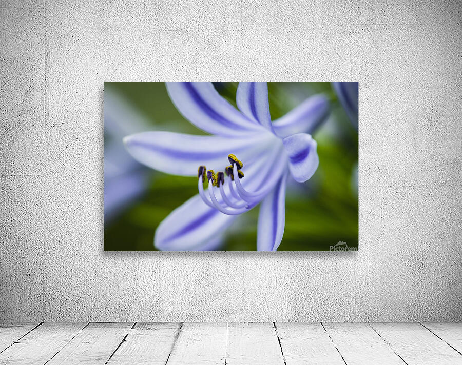 Agapanthus LilyInviting Friends X100 Wall Preview
