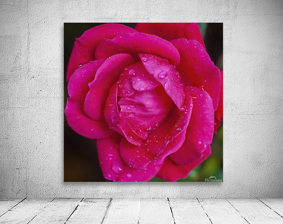 Knockout Roses X010 Wall Preview