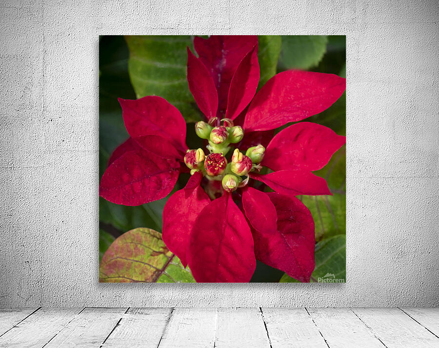 Red Christmas Poinsettia Leaves X 2 Wall Preview