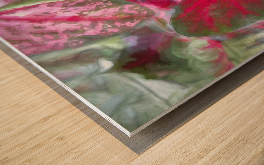 Red Caladium Plants Araceae  X100 Wood print