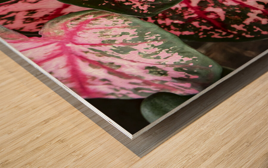 Red Caladium Plants Araceae  2 Wood print