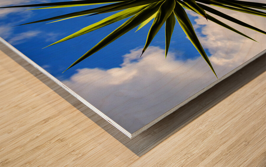 Yucca plant Spanish Bayonet 130 Wood print