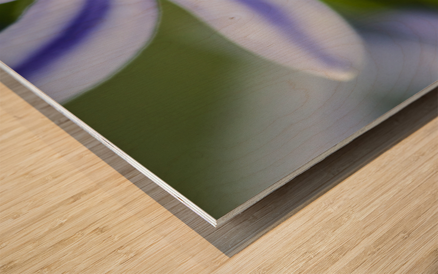 Agapanthus LilyInviting Friends X100 Wood print